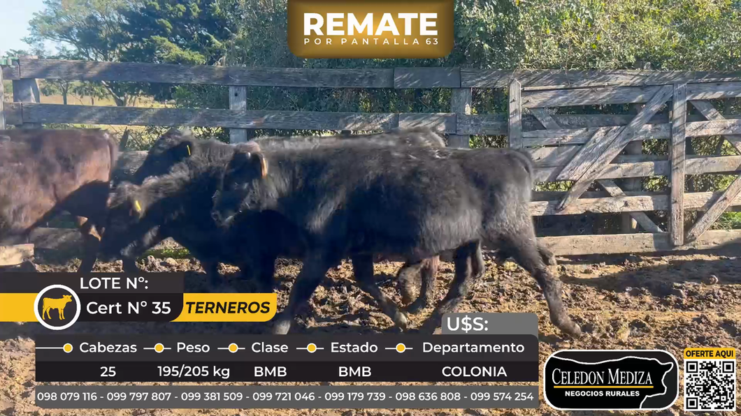 Lote 25 Terneros en ruta 56. Cufré a 13 km de Nueva Helvecia. Colonia