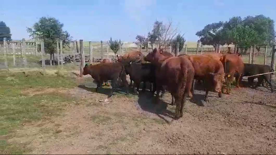 Lote 14 Piezas de cría ANGUS a remate en #50 Pantalla Carmelo en SAN JUAN