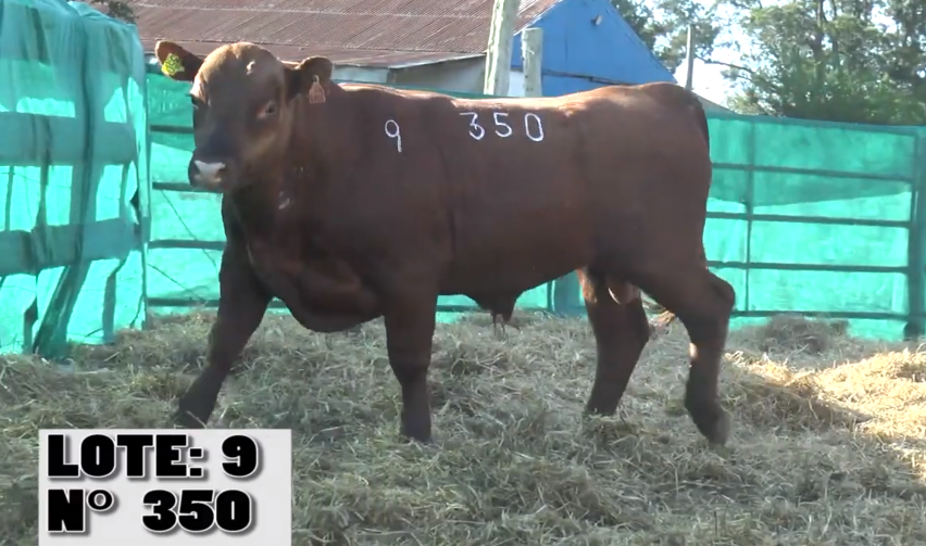 Lote 3 Toros a remate en La Empastada, Salto