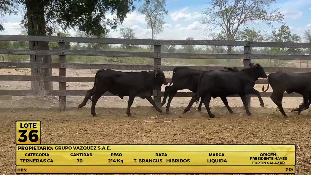 Lote LOTE 36