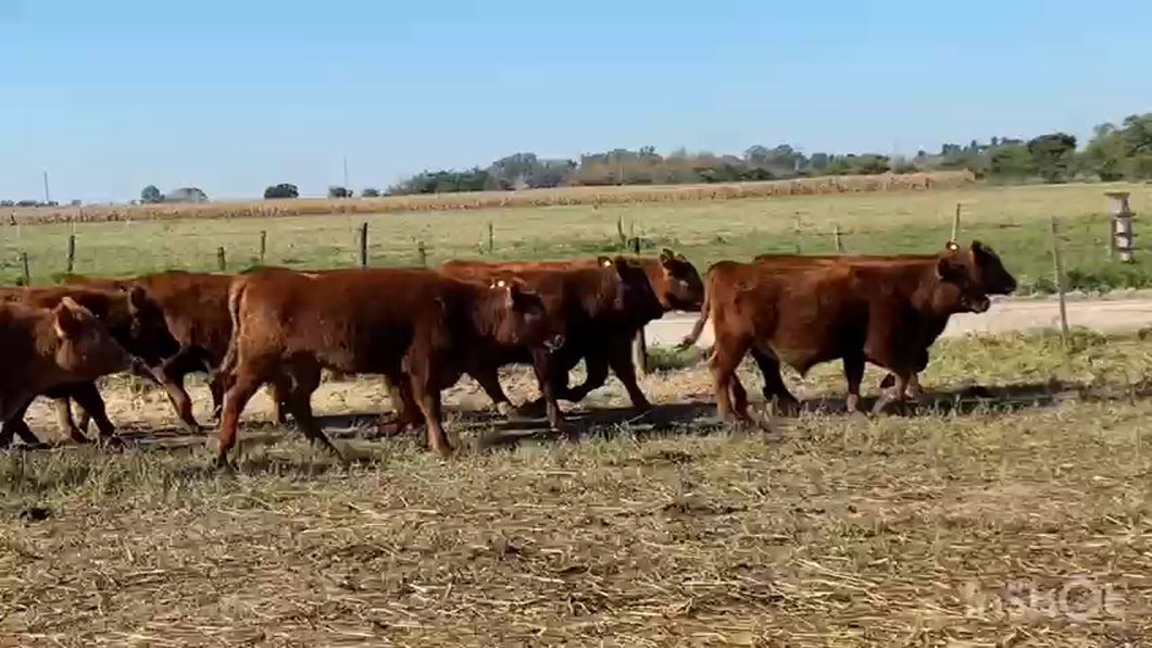 Lote 41 Novillitos en La Plata, Buenos Aires