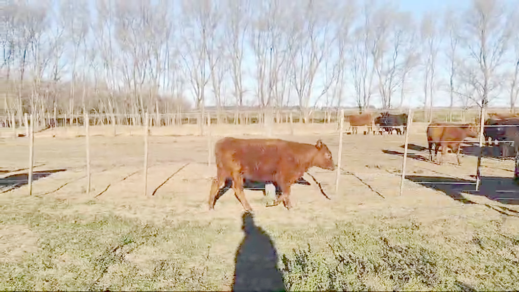 Lote 38 Terneras EN PEHUAJO