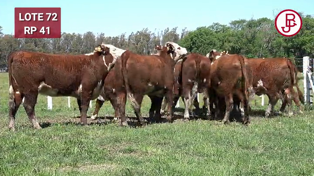 Lote VAQUILLONAS PREÑADAS Polled Hereford -PARICION OTOÑO 2024-