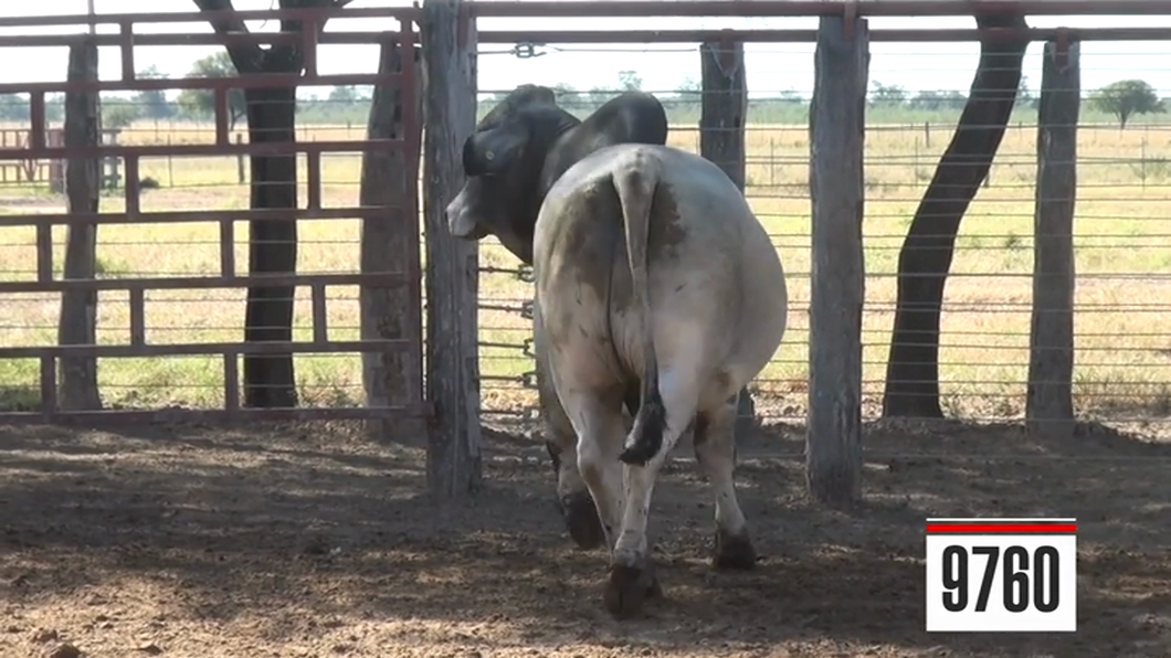 Lote Brahman