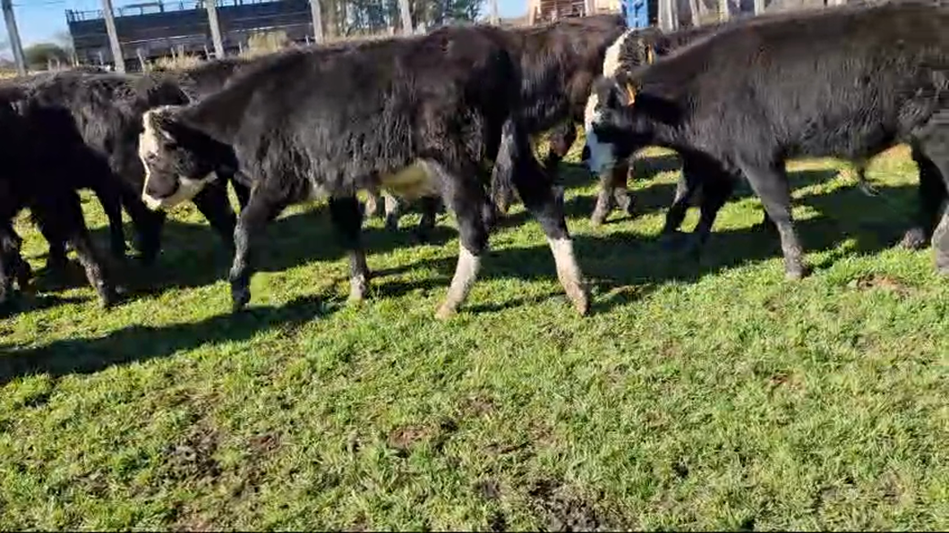 Lote 21 Terneros Angus y Cruzas a remate en Pantalla Camy  en Colonia America