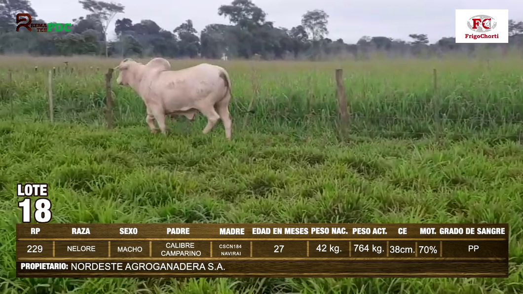 Lote Machos NELORE a remate en Expo Pioneros 23 de Mayo 2024 en Pioneros del Chaco S.A.