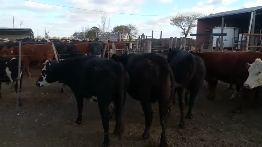 Lote 20 Vacas preñadas Braford en Colonia Belgrano, Santa Fe