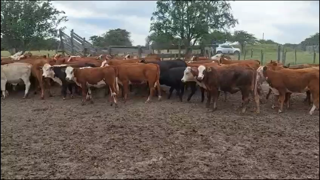 Lote 75 Terneras en Curuzú-Cuatiá, Corrientes