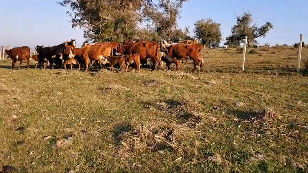 Lote 22 Piezas de cría