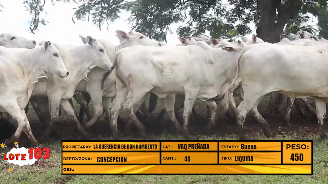 Lote LOTE 103