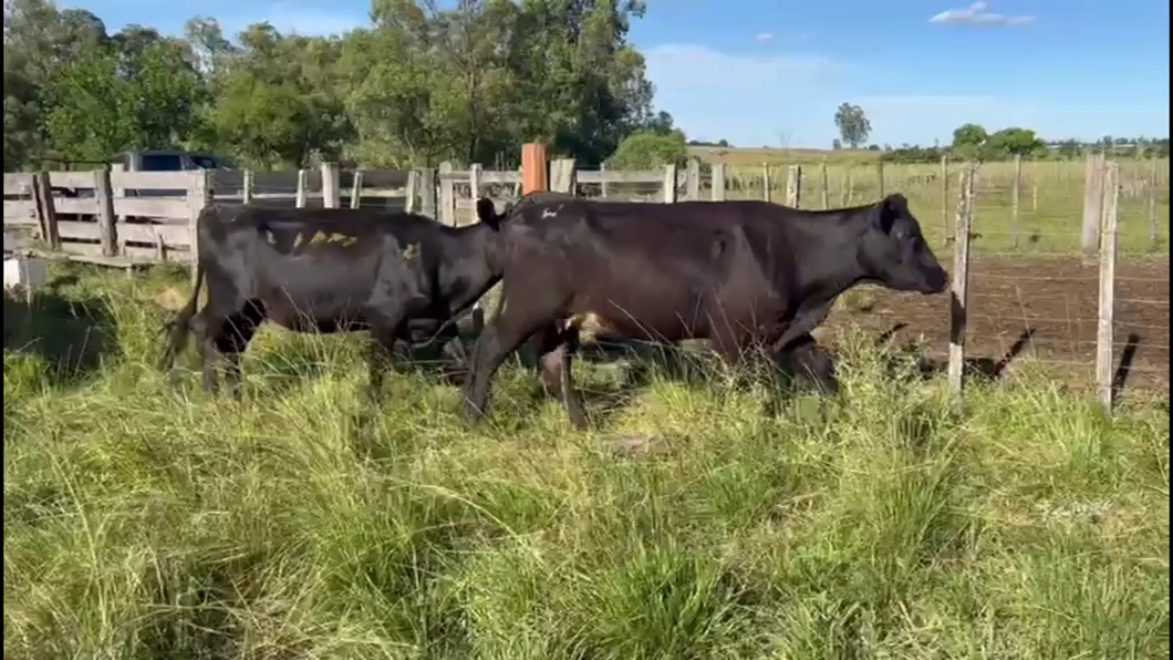 Lote VACAS DE INVERNADA