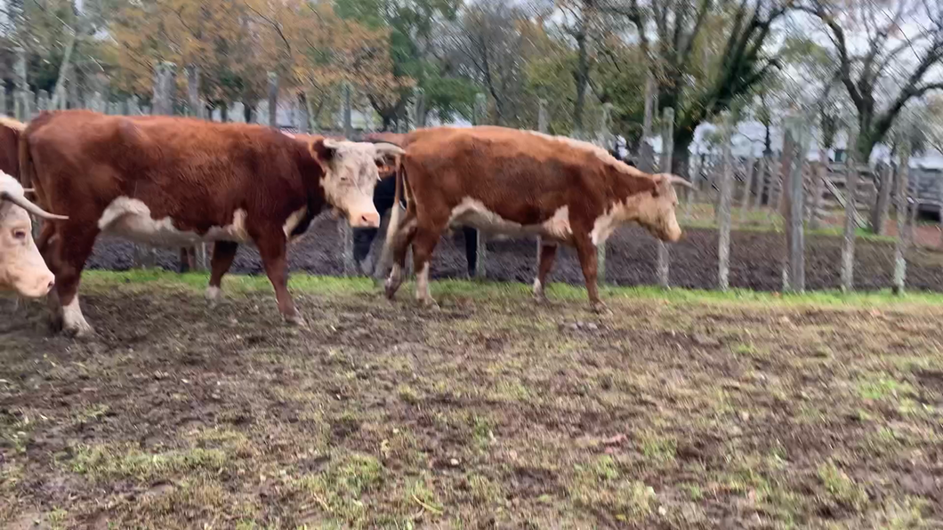 Lote 7 Vacas de Invernada