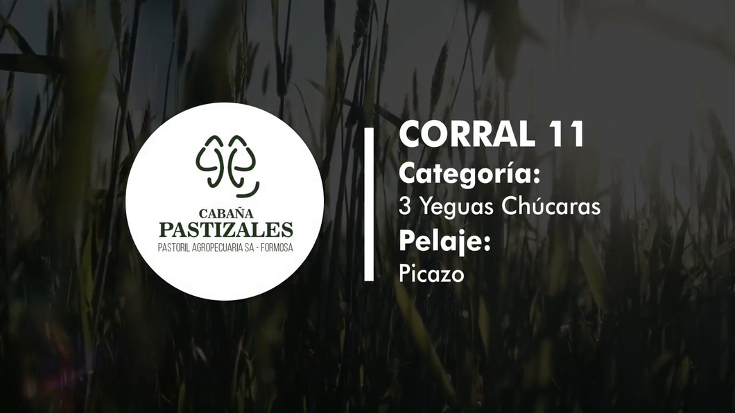 Lote YEGUA