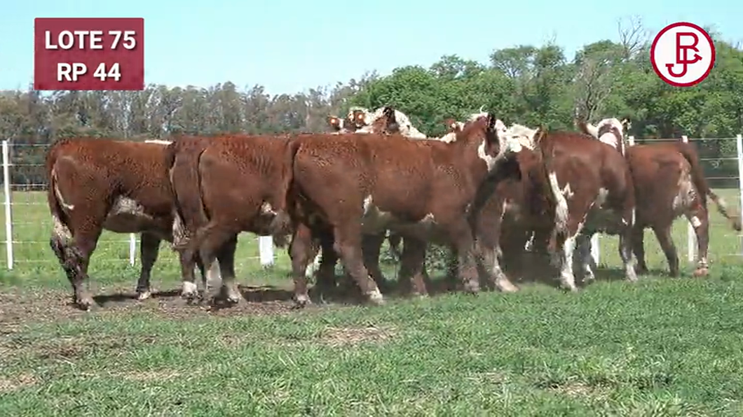 Lote VAQUILLONAS PREÑADAS Rodeo General -PARICION OTOÑO 2024-