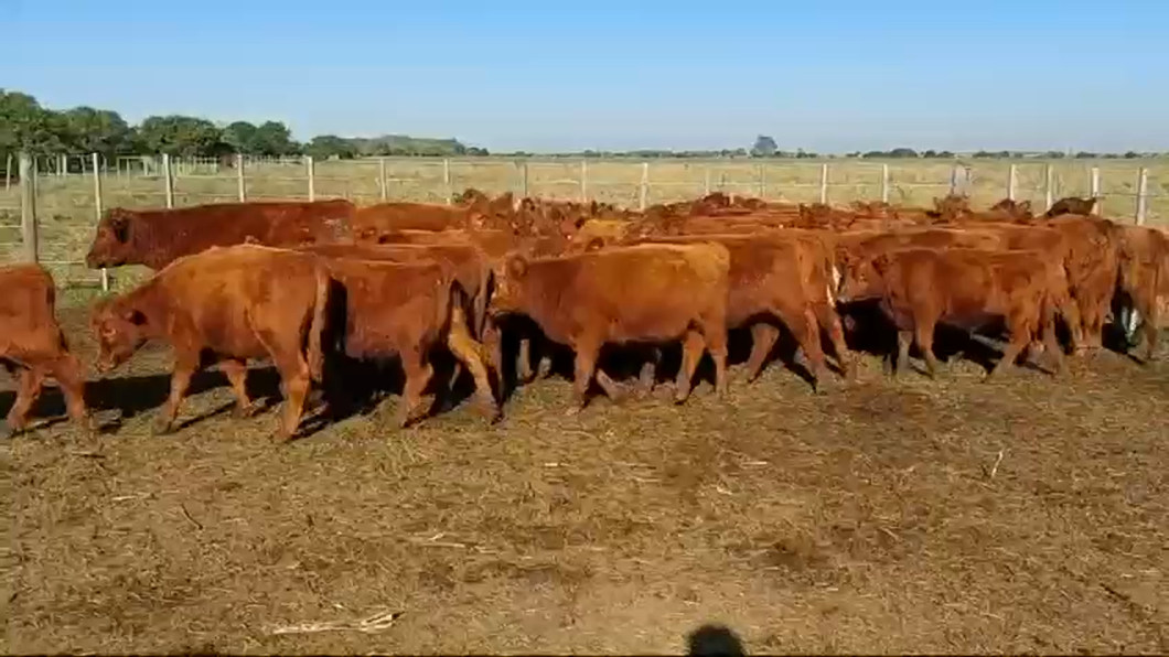 Lote 58 Terneros en Verónica, Buenos Aires