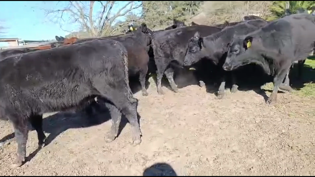 Lote 31 Vaquillonas