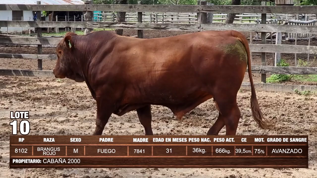 Lote Lote 10