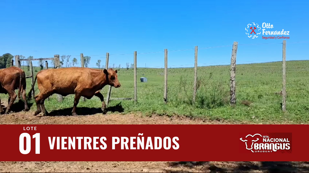 Lote Vientres Preñados