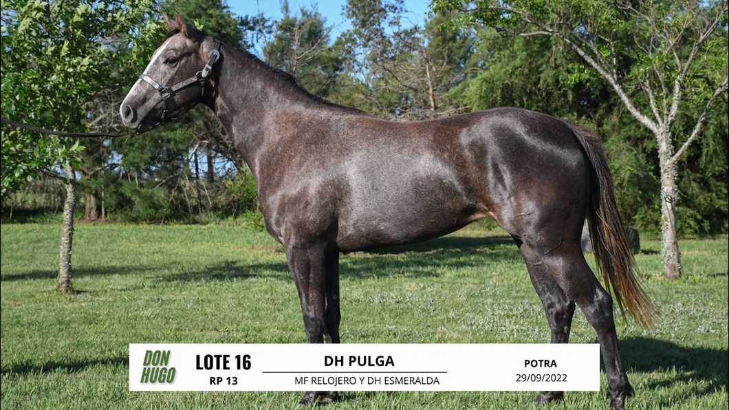 Lote DH PULGA