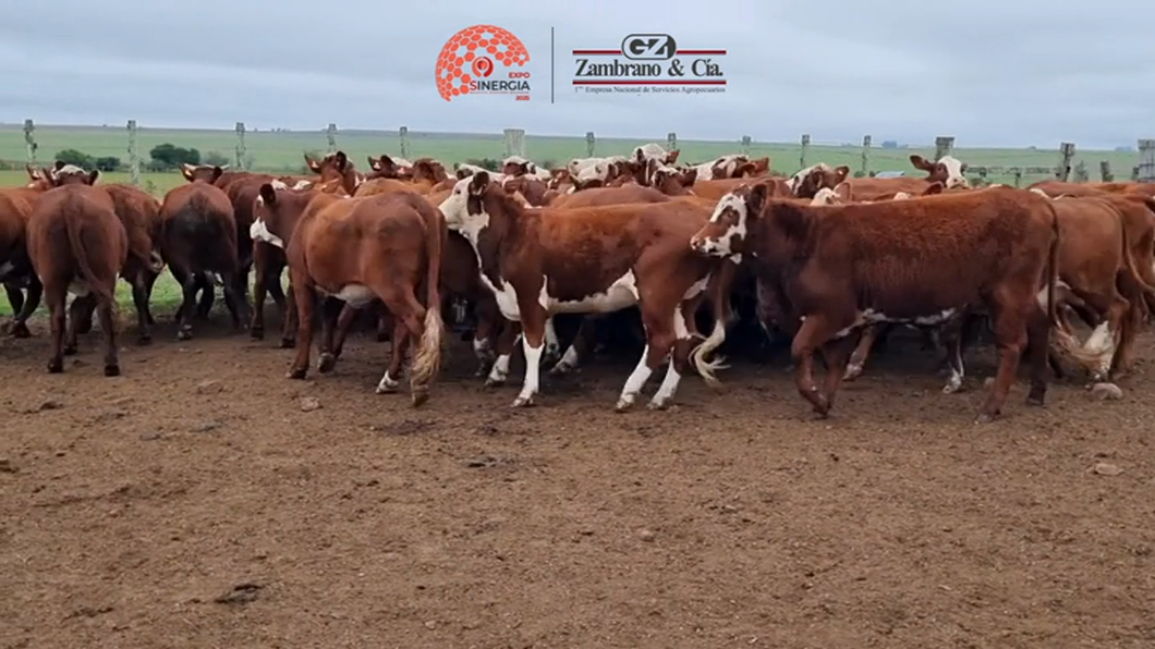 Lote Lote 14