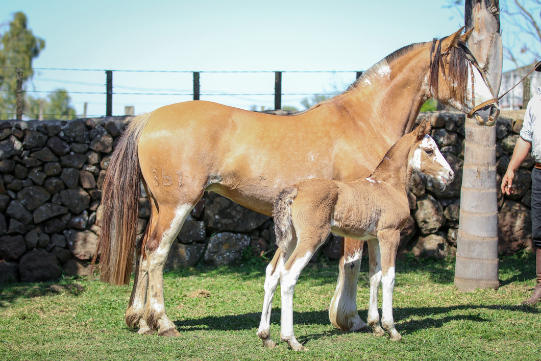 Lote Santa Ines Gran Fina