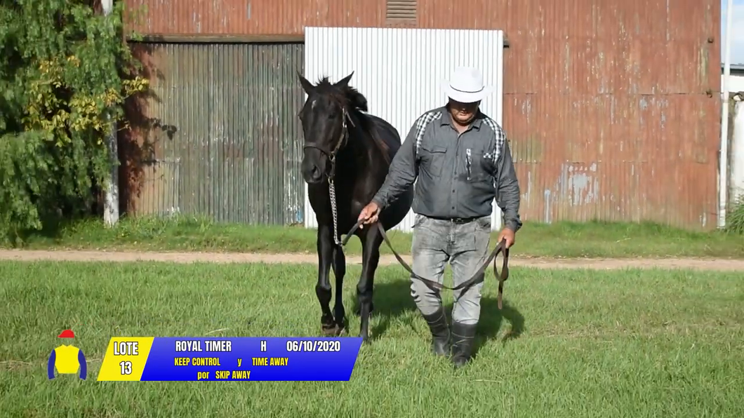 Lote ROYAL TIMER