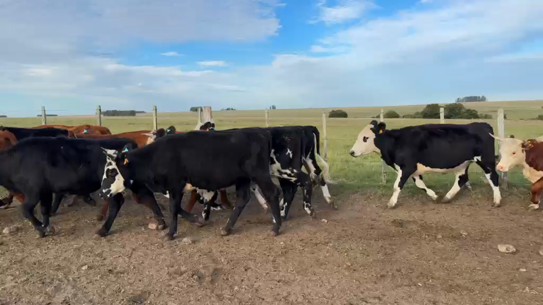 Lote VACAS Y VAQUILLONAS