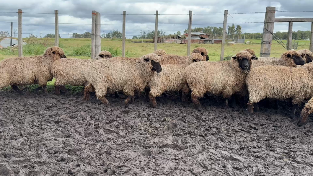 Lote OVEJAS