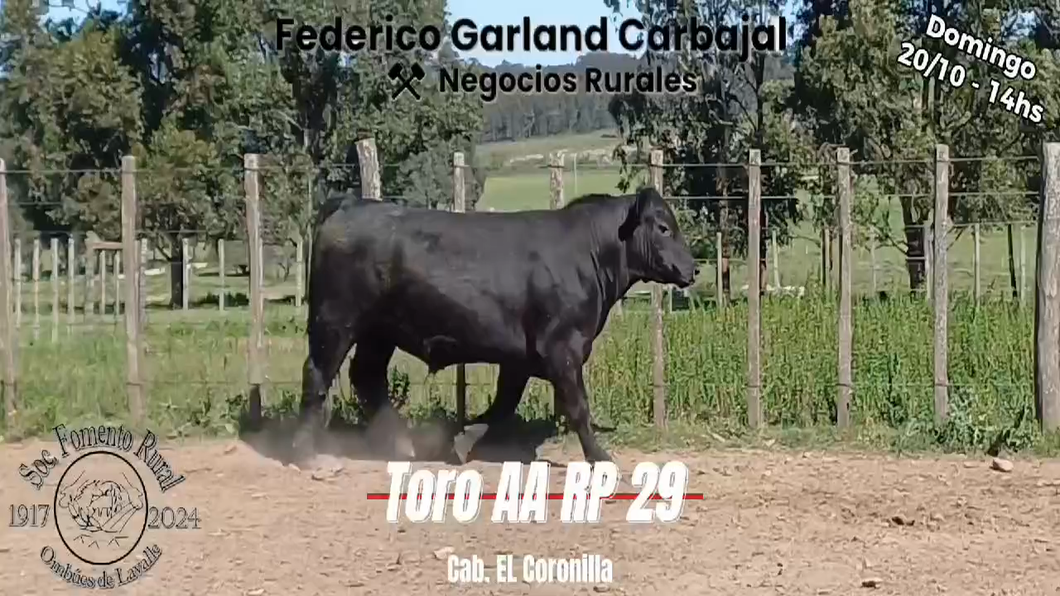 Lote TORO PI ANGUS a remate en Expo Ombues en OMBUES DE LAVALLE