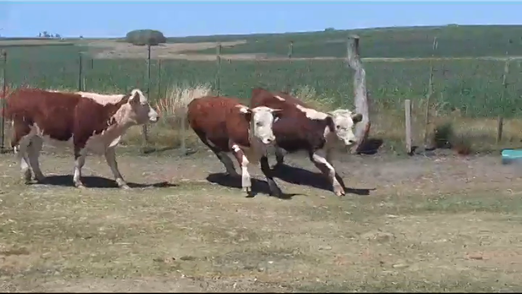 Lote (Vendido)4 Vaquillonas 1 a 2 años HEREFORD a remate en #41 Pantalla Carmelo  270kg -  en SANTA RITA