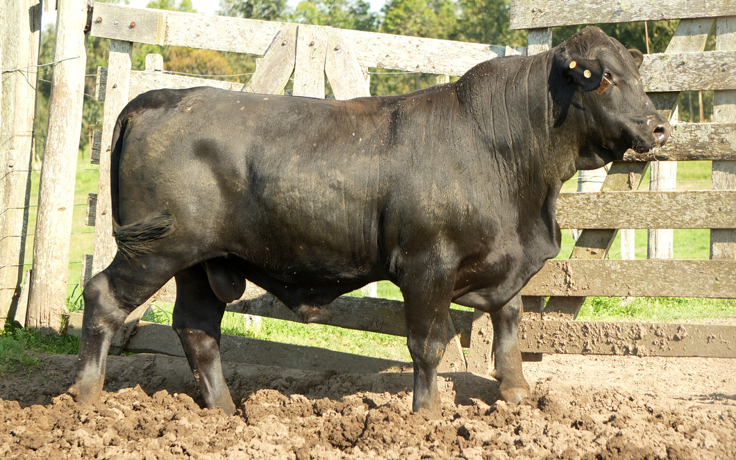 Lote Toros a remate en Nacional Brangus, Tacuarembó