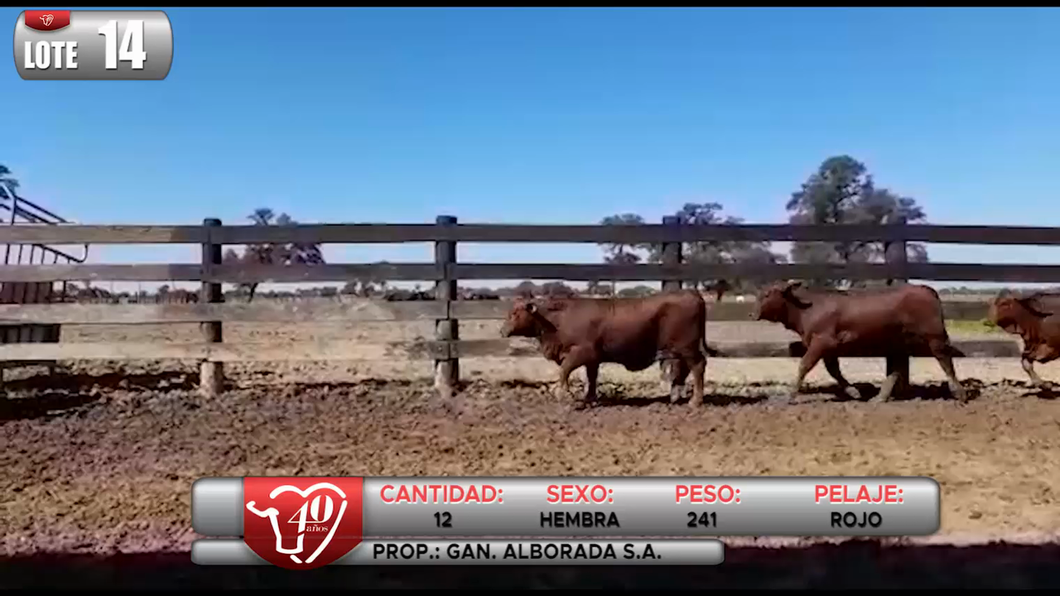 Lote LOTE 14