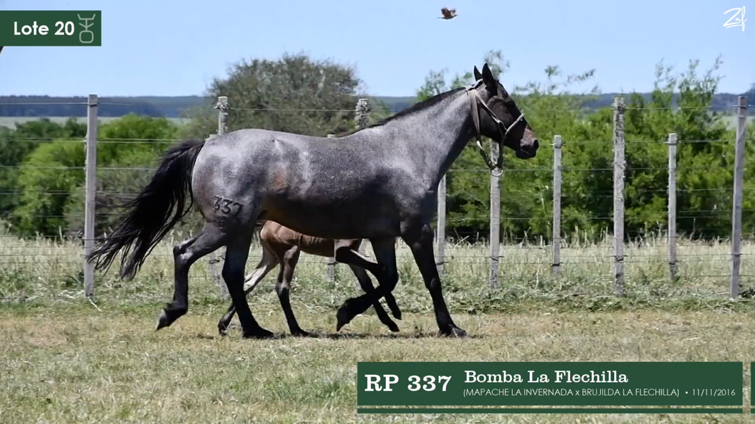 Lote Bomba La Flechilla