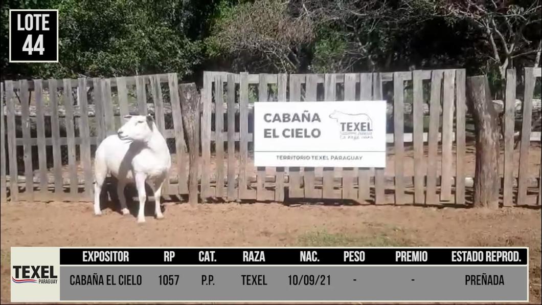 Lote LOTE 44 - CAMPO