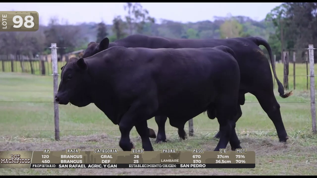 Lote LOTE 98 - EN VIVO