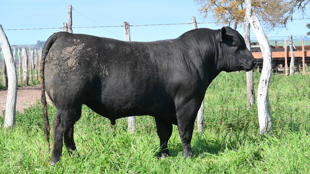 Lote 3 Toros BLACK ANGUS a remate en Los Novilleros, Montevideo