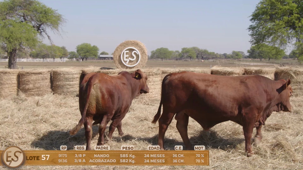 Lote Toro
