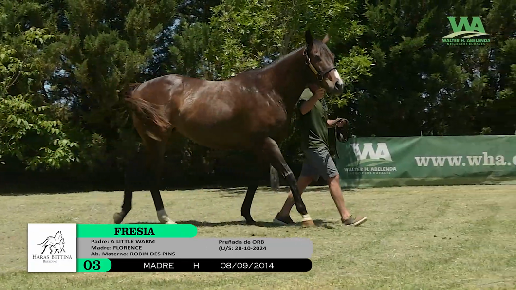 Lote FRESIA