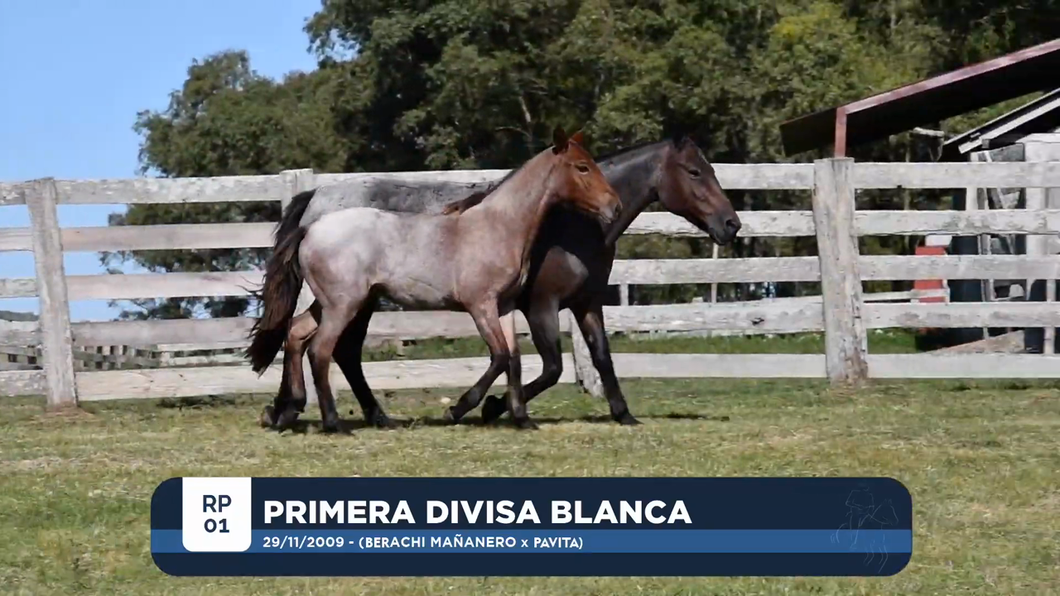 Lote PRIMERA DIVISA BLANCA