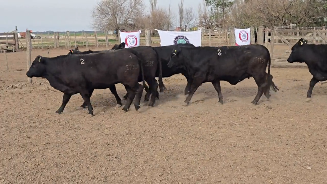 Lote Vacas de El Mataco