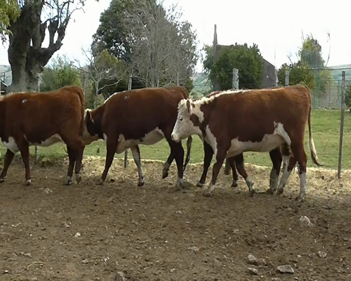 Lote 42 Vaquillonas Vacas Preñadas 42 HEREFORD... a remate en EXPO NACIONAL HEREFORD 430kg - , Lavalleja