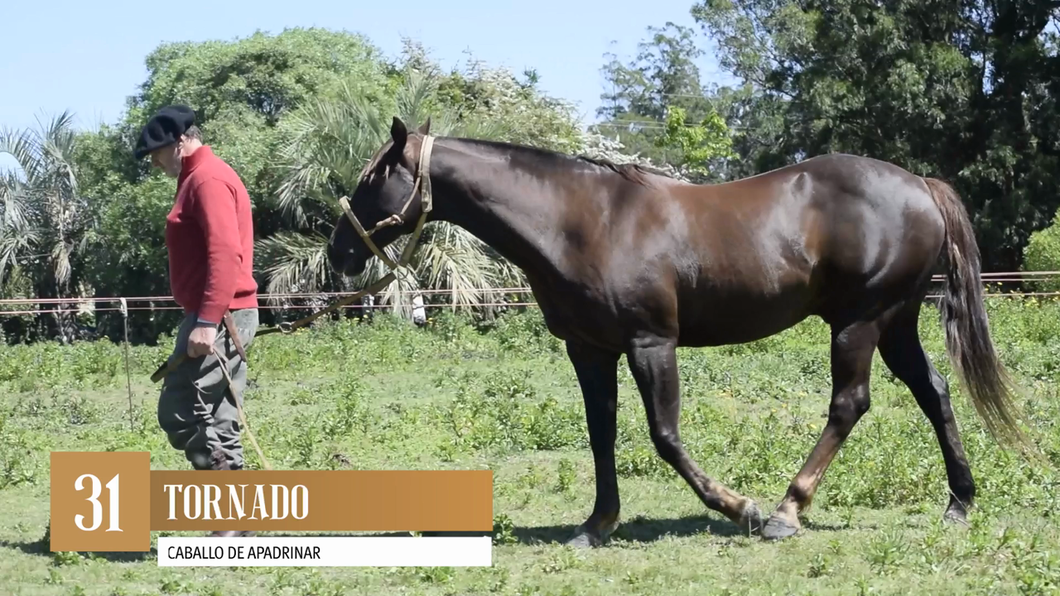 Lote Yeguarizos a remate en Entre Razas , San José