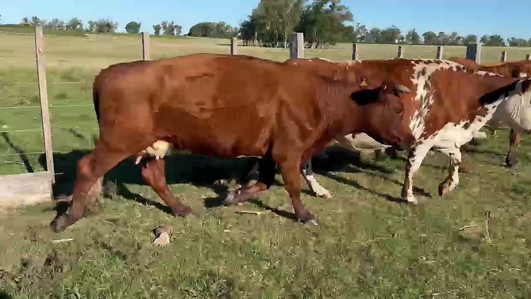Lote PIEZAS DE CRIA