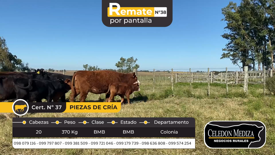 Lote 20 Piezas de cría en Miguelete, Colonia