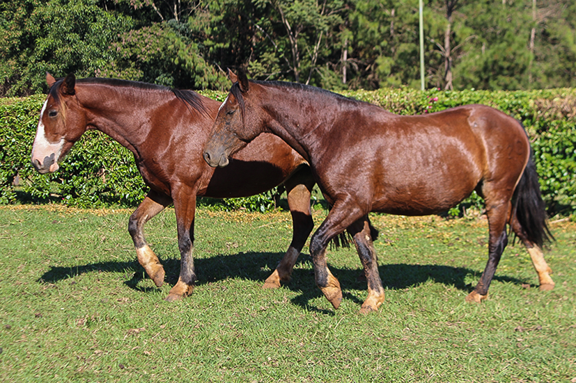 Lote ENB JEROVIA 220