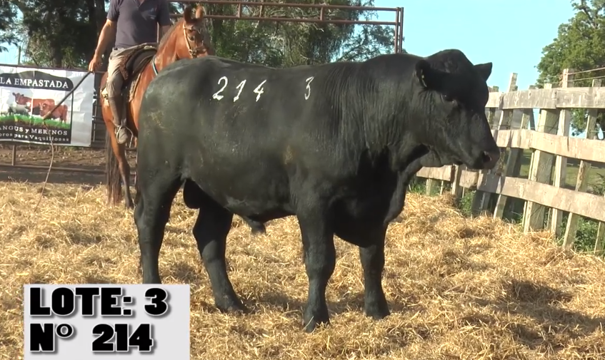 Lote 3 Toros a remate en La Empastada, Salto