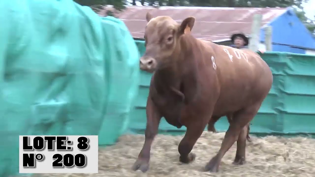 Lote 3 Toros a remate en La Empastada, Durazno