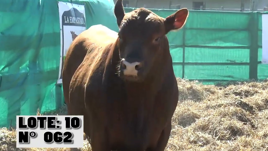 Lote 3 Toros a remate en Toros para Vaquillonas - La Empastada, Durazno