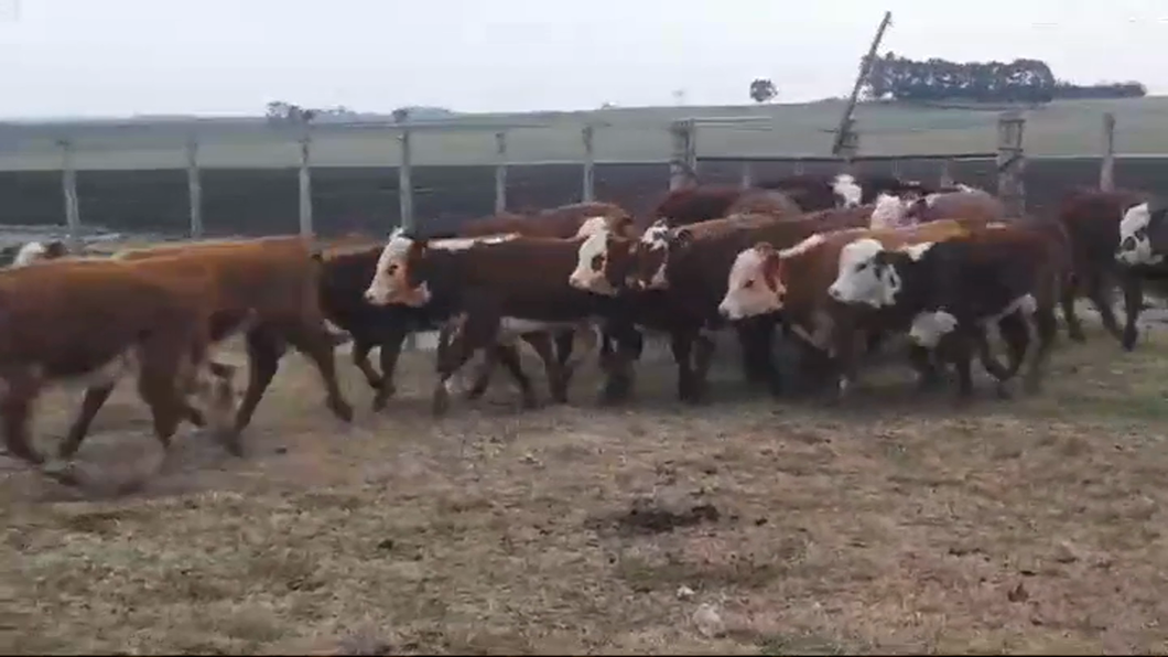 Lote (Vendido)18 Terneras POLLED HEREFORD a remate en #47 Pantalla Carmelo 180kg -  en PALO SOLO