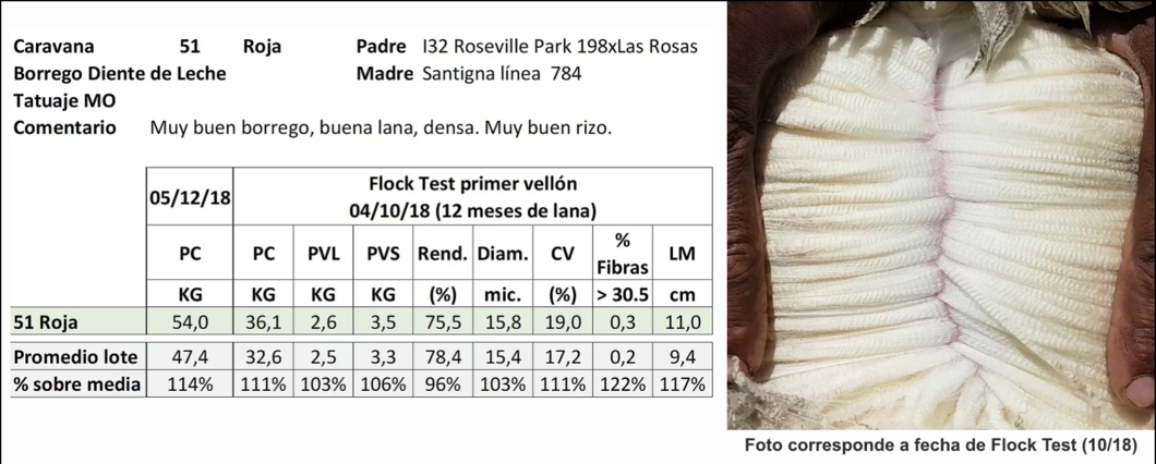 Lote Caravana 51